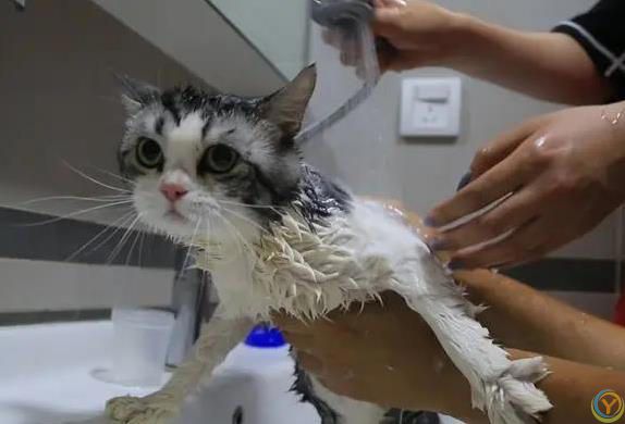 猫咪怕水死抱桌腿，主人哄半天无果，咋让它爱上洗澡？