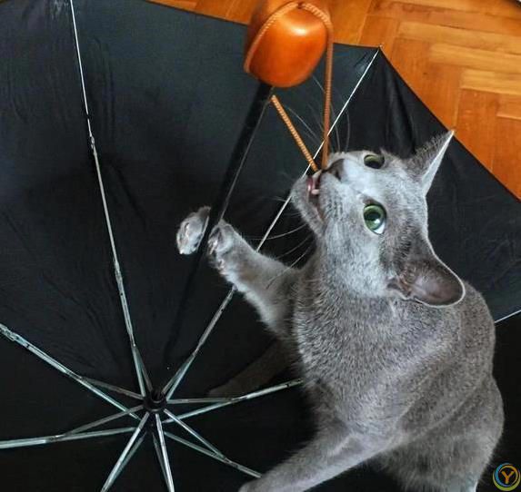 猫咪疯狂啃数据线，铲屎官气炸，4招让它乖乖听话？