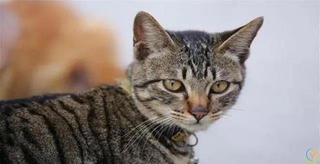 猫咪半夜不睡觉？小心这些病！人猫都中招