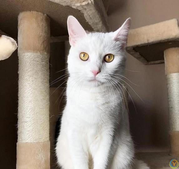 猫咪摔跤装没事，偷吃被抓舔爪子，它们真会掩饰尴尬？