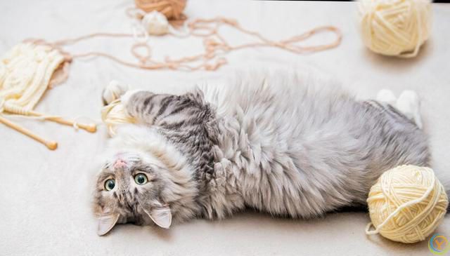 猫咪掉毛太烦人！猫咪掉毛严重要怎么解决？