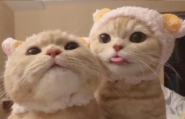 重要提示：照顾猫咪的关键因素，让它们健康地陪伴你更久！