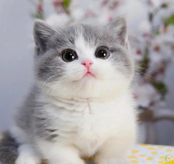 猫咪原来也会&ldquo;道歉&rdquo;，这6个举动，作为铲屎官你知道吗？