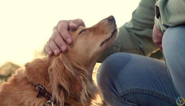 狗狗的五大情感需求：主人不可忽视的关怀