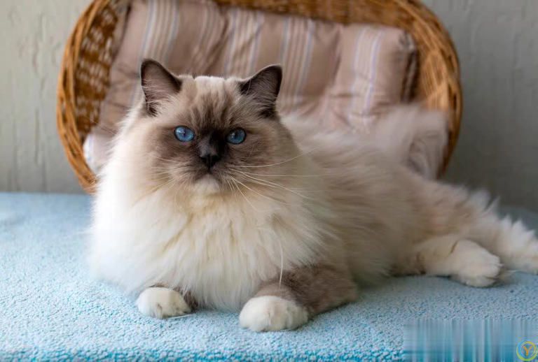 布偶猫吃什么猫粮比较好？一起来探讨猫咪的饮食之道