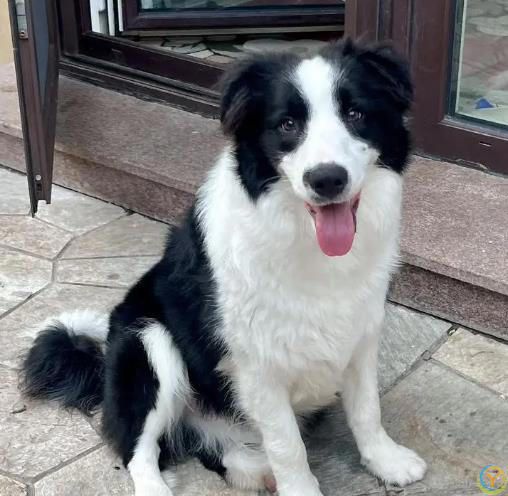 公认“最有灵性”的7种狗，养过的人都说好！