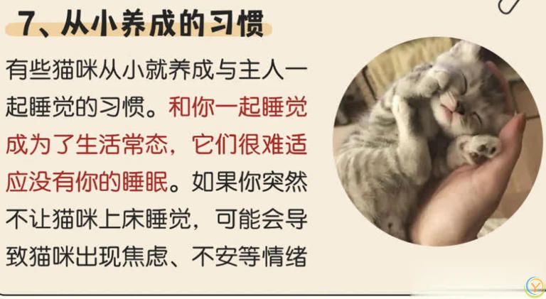 猫咪“喜欢”上床睡的8个原因，不是它怕冷，真正原因你知道吗