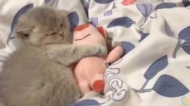 小猫睡觉姿势太离谱，半夜偷看笑翻了，谁家猫这么会整活？