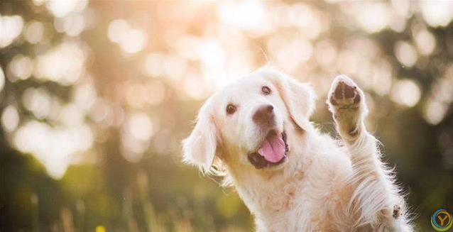 新狗到家不听喊？四招让它秒认名字！