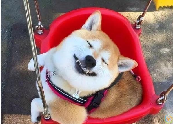 公认“最有灵性”的7种狗，养过的人都说好！