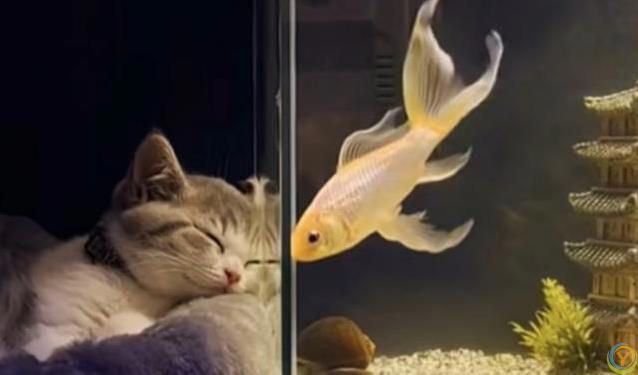 小猫睡觉姿势太离谱，半夜偷看笑翻了，谁家猫这么会整活？