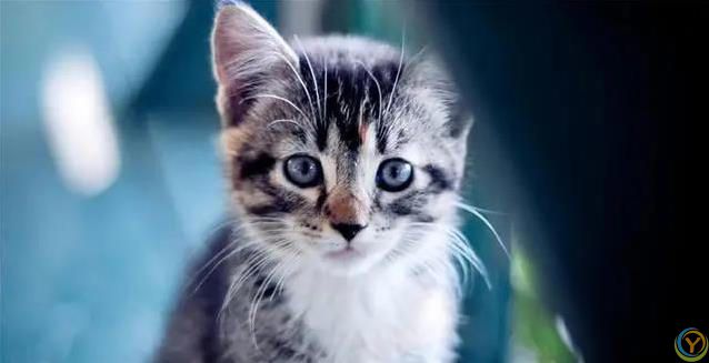 猫咪爱蹭腿藏3个秘密，你家猫在跟你说啥？