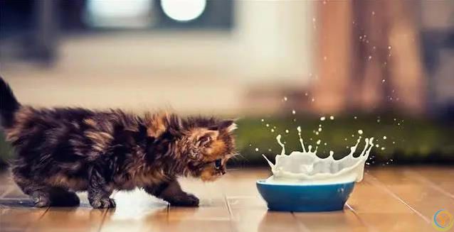 猫咪爱蹭腿藏3个秘密，你家猫在跟你说啥？