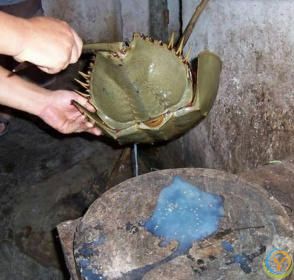 植物为何是绿色？血液为何是红色？蓝血生物在现实世界中存在吗？