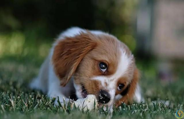 狗狗生病了知道自己找草药吃，给自己治病？你知道为什么吗？