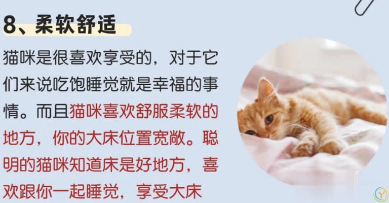 猫咪“喜欢”上床睡的8个原因，不是它怕冷，真正原因你知道吗