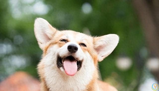 狗狗的五大情感需求：主人不可忽视的关怀