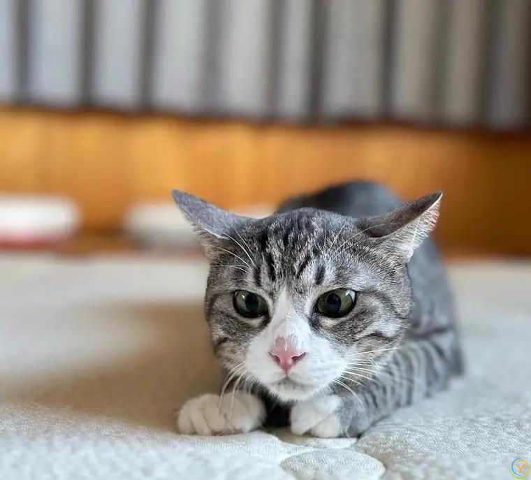 猫咪不喝碗里水，偏蹲水龙头下等，背后原因让人笑喷