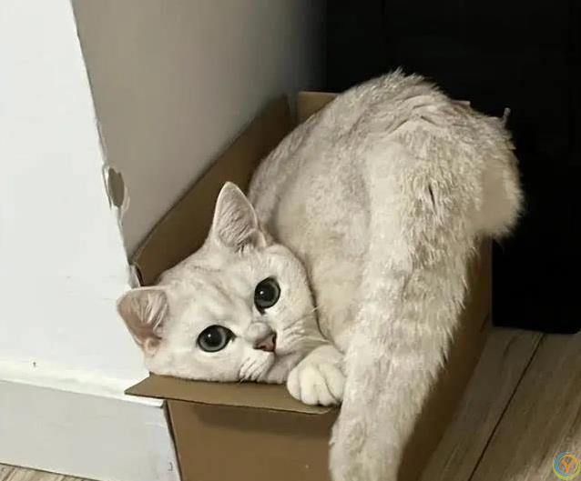 猫咪满屋跑酷为哪般？8种怪动作揭秘，你家猫中了几招？