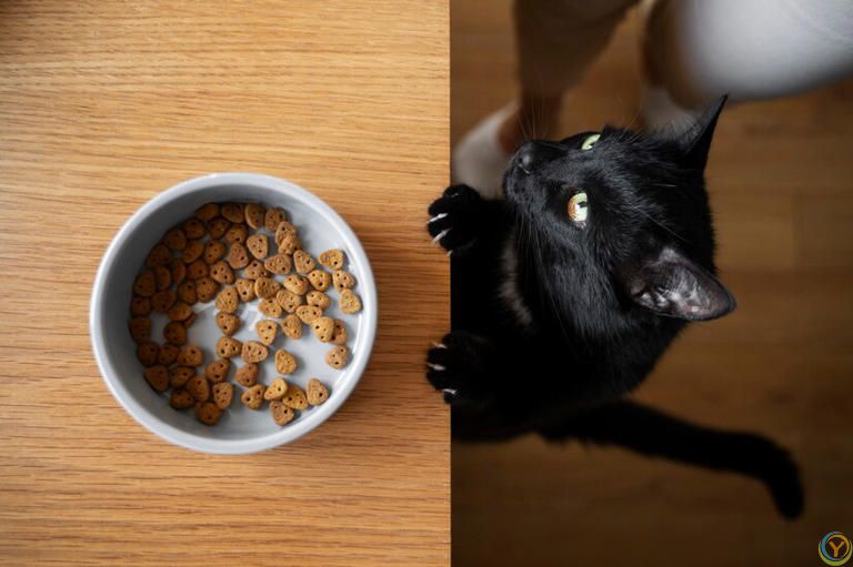 揭秘小猫咪的餐盘：一天吃几顿饭才能健康成长？