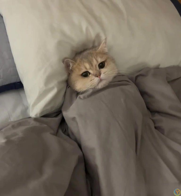 猫咪“喜欢”上床睡的8个原因，不是它怕冷，真正原因你知道吗