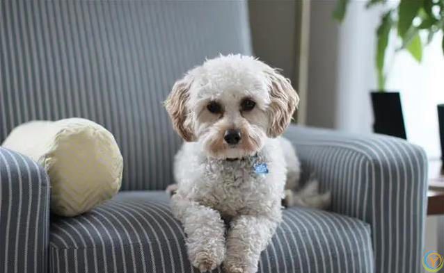 狗狗最爱这5件事，你家宝贝想要啥？