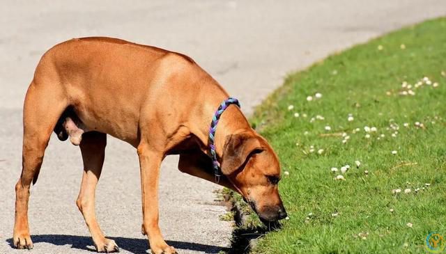 狗狗生病了知道自己找草药吃，给自己治病？你知道为什么吗？