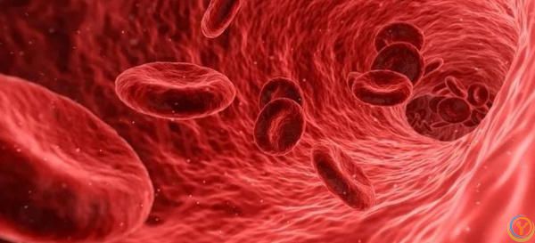 植物为何是绿色？血液为何是红色？蓝血生物在现实世界中存在吗？