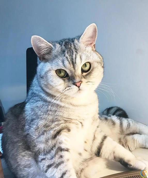 猫咪摔跤装没事，偷吃被抓舔爪子，它们真会掩饰尴尬？