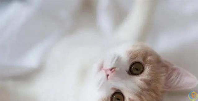 猫咪半夜不睡觉？小心这些病！人猫都中招