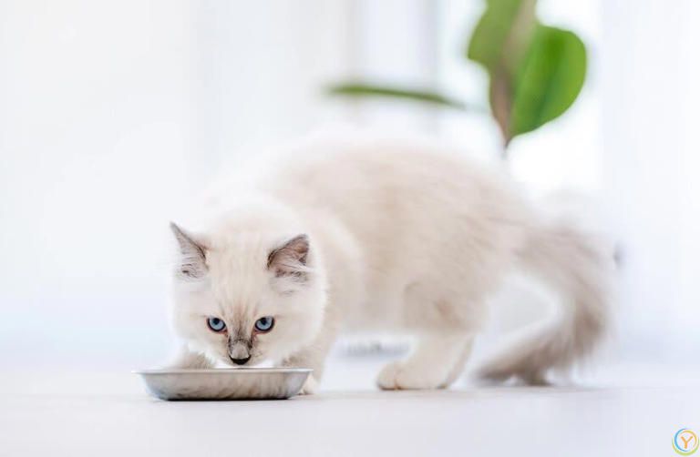 探索布偶猫的最佳饮食：揭秘理想猫粮选择指南