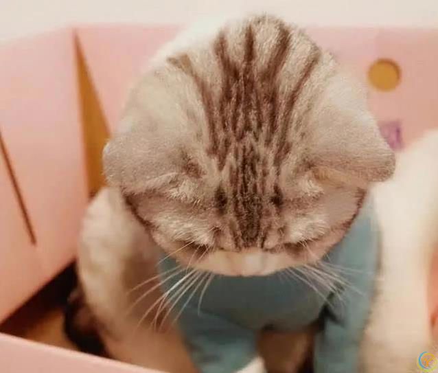 猫咪犯错躲角落偷瞄你，6种道歉方式，你家猫中几招？