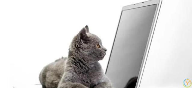 猫咪满屋跑酷为哪般？8种怪动作揭秘，你家猫中了几招？