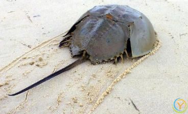 植物为何是绿色？血液为何是红色？蓝血生物在现实世界中存在吗？