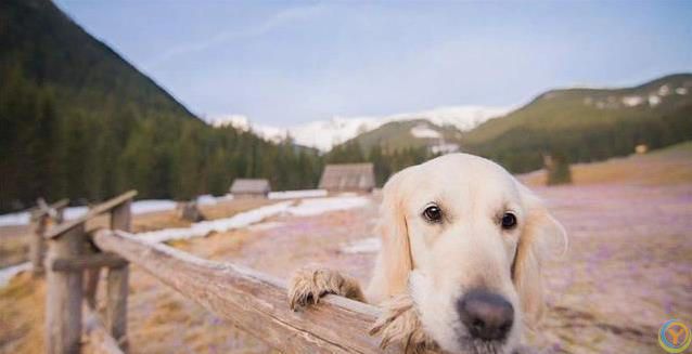 新狗到家不听喊？四招让它秒认名字！