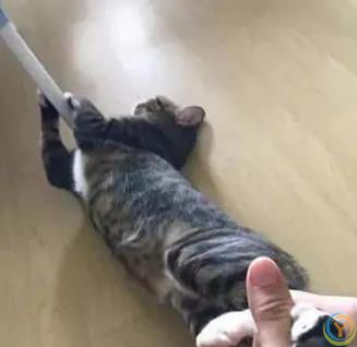 猫咪怕水死抱桌腿，主人哄半天无果，咋让它爱上洗澡？