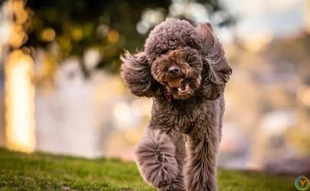 狗狗最爱这5件事，你家宝贝想要啥？