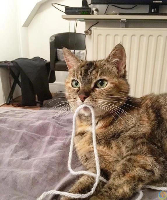 猫咪疯狂啃数据线，铲屎官气炸，4招让它乖乖听话？