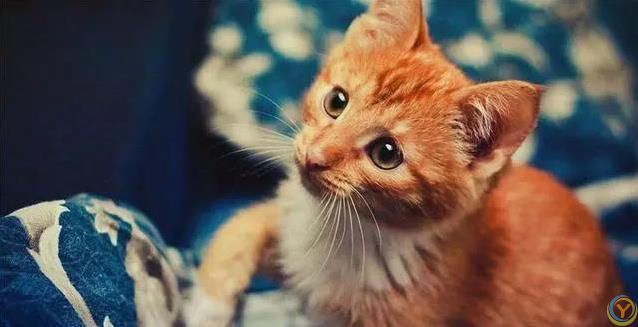 猫咪爱蹭腿藏3个秘密，你家猫在跟你说啥？