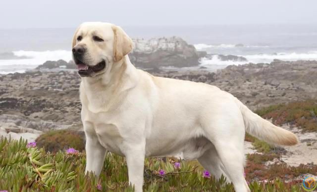 公认“最有灵性”的7种狗，养过的人都说好！