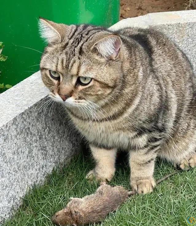 猫咪犯错躲角落偷瞄你，6种道歉方式，你家猫中几招？