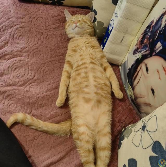 小猫睡觉姿势太离谱，半夜偷看笑翻了，谁家猫这么会整活？