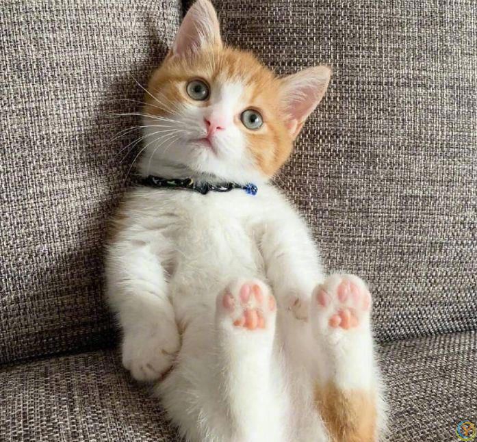 布偶猫用爪子&ldquo;扒拉你&rdquo;，有6种含义，快来了解一下吧？