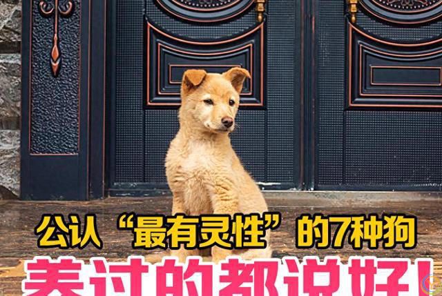 公认&ldquo;最有灵性&rdquo;的7种狗，养过的人都说好！