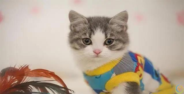 猫咪半夜不睡觉？小心这些病！人猫都中招