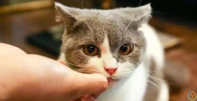 猫妈妈生崽后态度大变，小猫长大却被嫌弃，真相藏在野性里