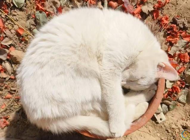 小猫睡觉姿势太离谱，半夜偷看笑翻了，谁家猫这么会整活？