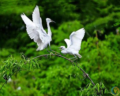 重庆武隆岩溶国家地质公园：聆听三亿年的自然交响