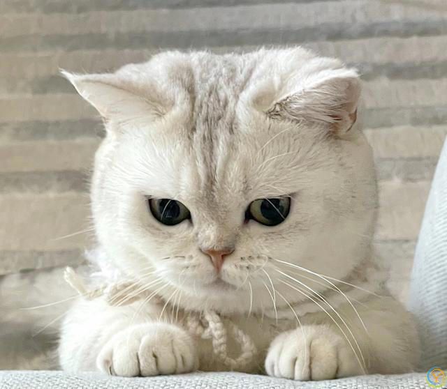 重要提示：照顾猫咪的关键因素，让它们健康地陪伴你更久！