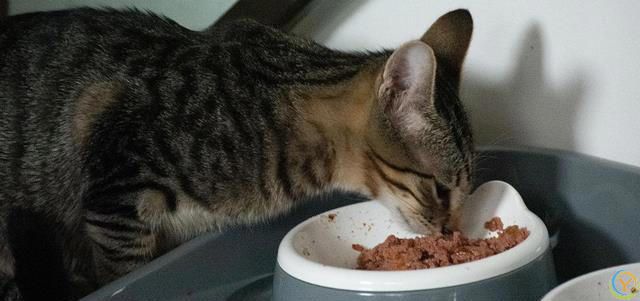 如何根据猫咪的体型选择合适的猫粮？看完这篇可以少走弯路~
